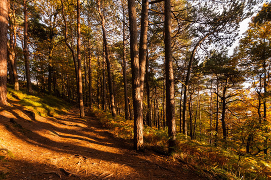 Fototapeta forest and autumn
