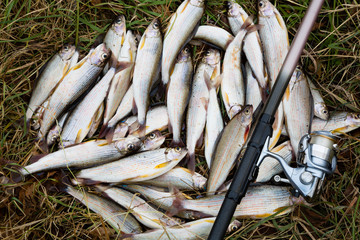 Fishing rod with a reel and grayling lie on autumn grass