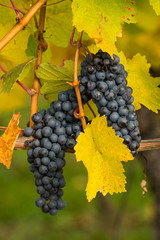 grapes of vines in autumn