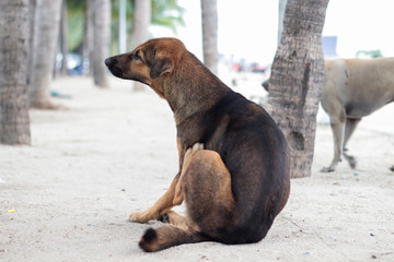 Stray dog soft focus