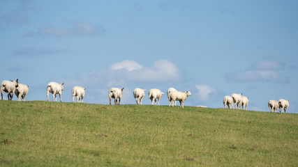 Obraz premium Sheep