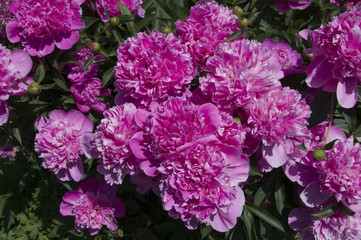 Fototapeta premium peony