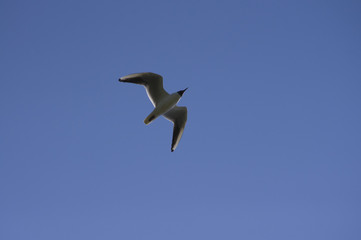 flying seagull