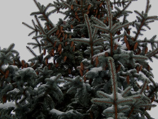 Еловые шишки на ветках со снегом