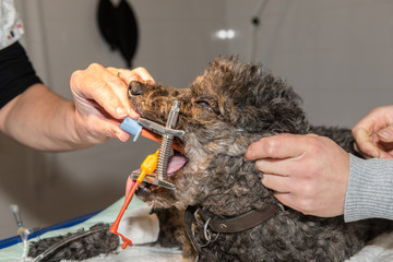 Le vétérinaire chirurgien opère un chien une intubation est nécessaire,