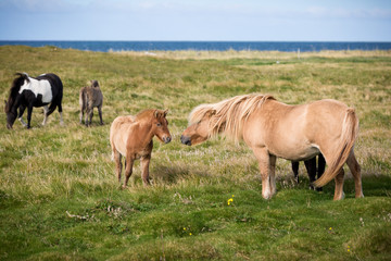 Naklejka na ściany i meble Islandpferde Stute mit Fohlen auf der Weide
