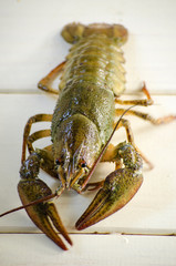 live cancer on a white background