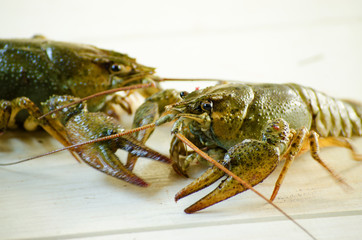 live cancer on a white background