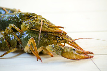 live cancer on a white background