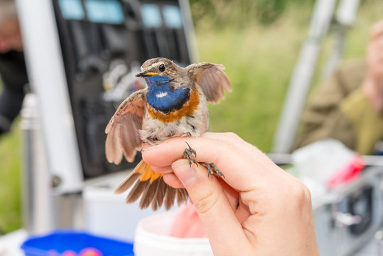 Bluethroat At  Bird Ringing