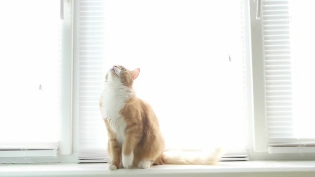 red cat jumps on the window sill