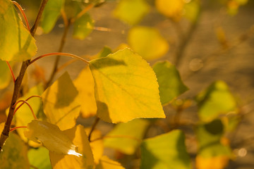 Beautiful yellow autumn leaves on a branch, background