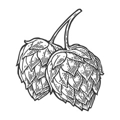 Hop herb plant wih leaf. Vector vintage engraved illustration.