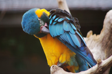 Ara Ararauna © minicel73