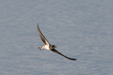 flying Barn Swallow