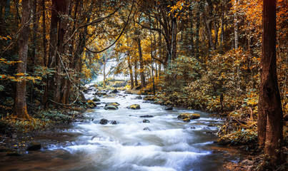 Fototapety  Liście wodospadów przebarwiają się jesienią.
