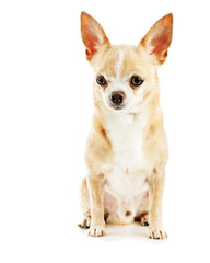 Beige chihuahua dog isolated on white background. Closeup.