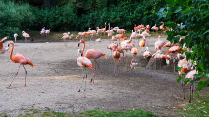 Obraz premium flamingos are standing zoo in Prague
