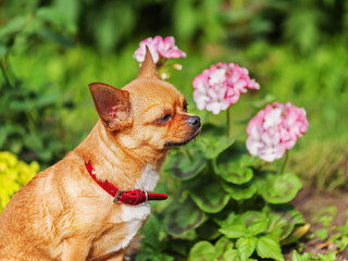 Red chihuahua dog on garden background. Selective focus.
