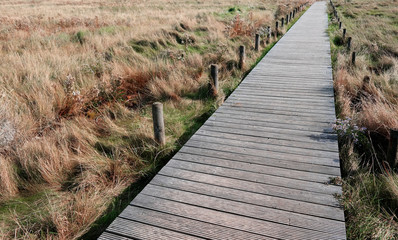 Obraz premium Holzweg durch die Natur