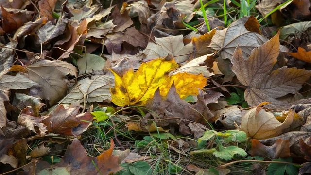 cinemagraph of swinging yellow mapple leaf on the ground
