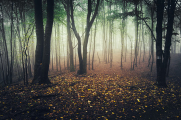 autumn forest nature landscape