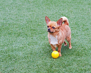 Red chihuahua dog and yellow ball on green grass. 