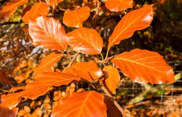 Beautiful golden Beech tree leaves in Autumn Sunshine at Fernilee Reservoir, Goyt Valley, Peak District, UK