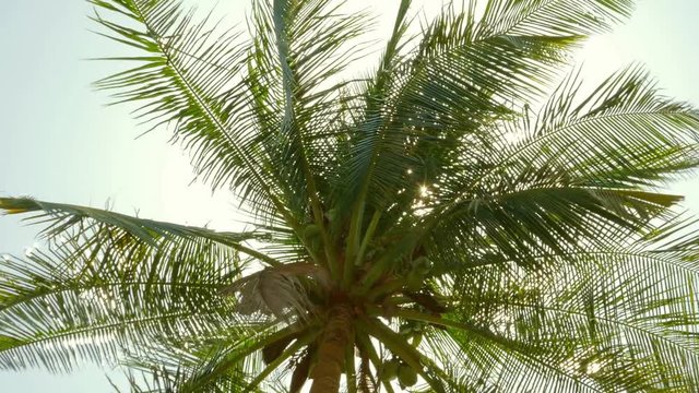 sun shining through coconut palm leaves, 4k
