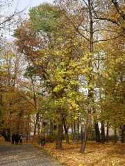 trees with gold leaves in park