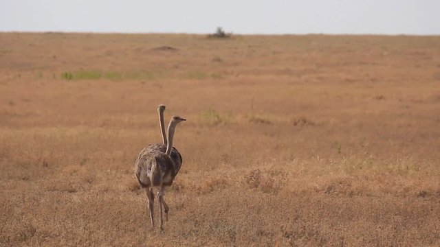 Autruches marchant dans le parc du Serengeti, Tanzanie