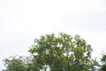 Green bush trees with clear sky background.