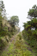 Fototapeta na wymiar Fahrweg, Wanderweg, Nordflanke Pichincha, am Beginn des Nebelwaldes; Quito Ecuador