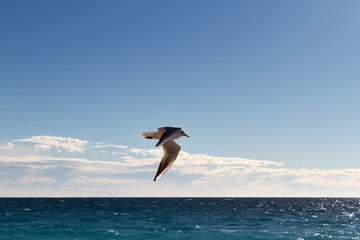 Fototapeta na wymiar Seagull soaring