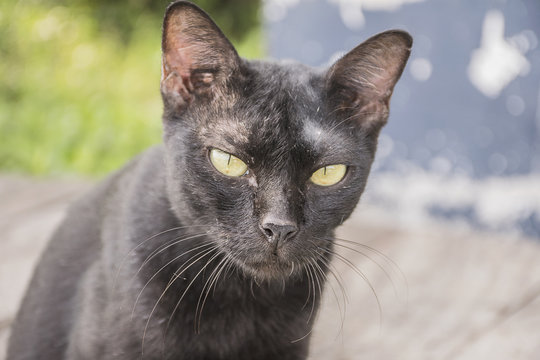Dirty Black Cat. Animals Is Lesion On Face.