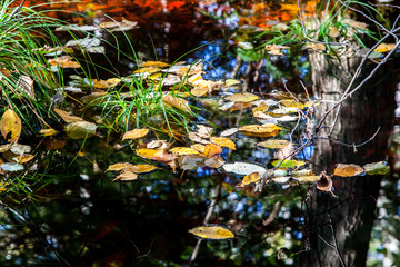 Herbst in der Moor und Filz Landschaft Kendlmühlfilz