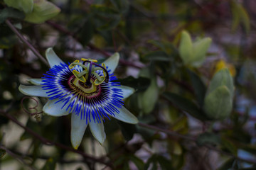 Frutto della passione fiore