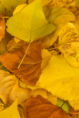 Yellow fallen autumn leaves, background