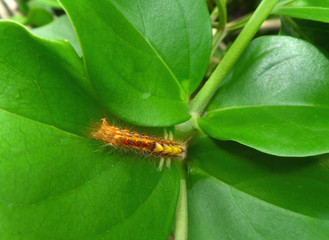 One little orange caterpillar claimbing slowly on bright green leaf 