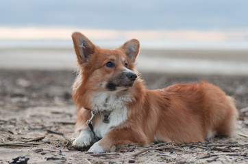 Photo of a dog (breed welsh pembroke corgi fluffy, red colored) lying on the sand on a beach on the sun set, looking on the right side