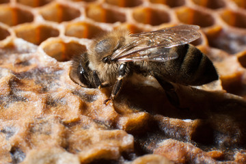 Bees