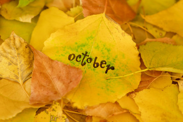 Naklejka na ściany i meble Yellow leaf with the inscription OCTOBER on the background of fallen autumn foliage
