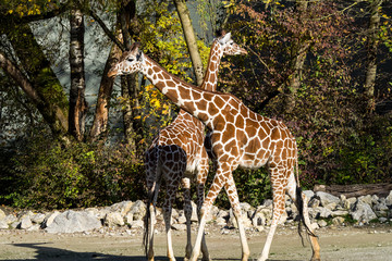 Giraffen mit kreuzendem Hals