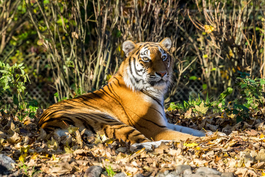 Tiger - Panthera tigris