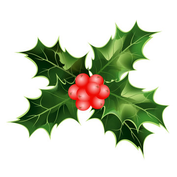 Holly berry. Hand drawn vector illustration of holly twig with berries and leaves isolated on white background for Christmas cards and decorative design.