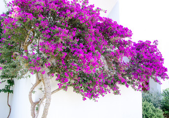 Urlaub auf Mallorca: Blütenfülle Bougainville an alter Hauswand in Altstadt :)