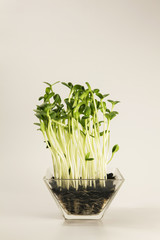 Sunflower sprouts in a glass bowl on a bright background. 