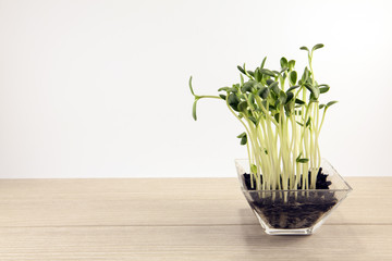 Sunflower sprouts in a glass bowl on a bright and wooden background. 