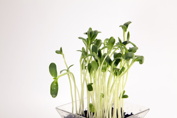 Sunflower sprouts on a bright background. 