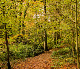 Beautiful Autumn colours at Styal Country Park, Wilmslow, Cheshire, uk